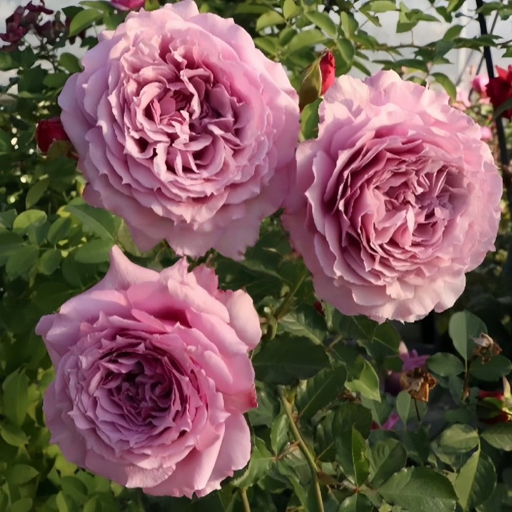 Windy Night Rose Plant|风之夜 image 5