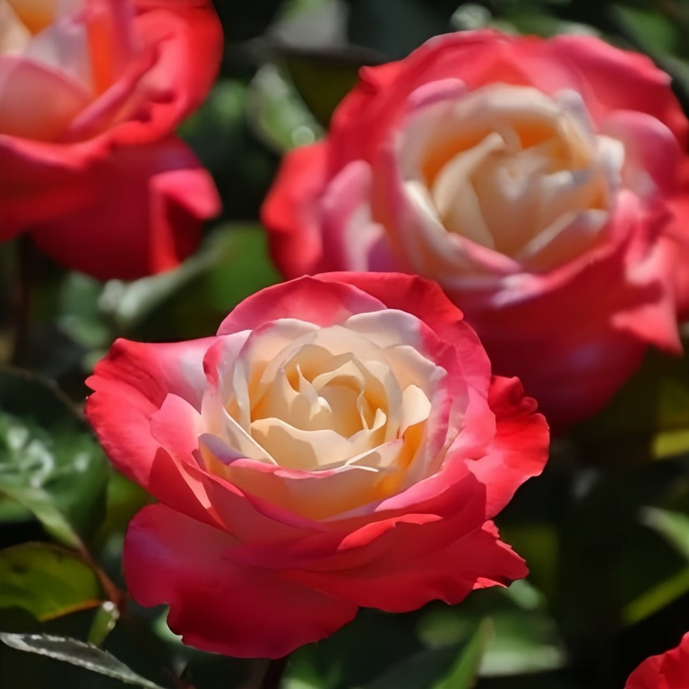 Nostalgie Rose Plant|乡愁 image 6