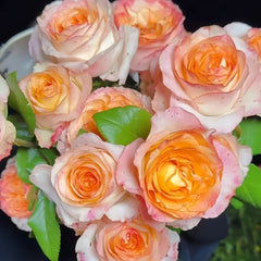 Poetica Rose Plant|诗歌 image 0