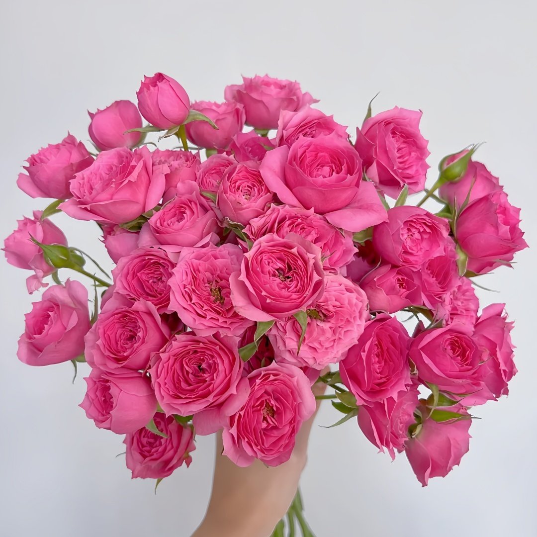 Baby Sophie Rose Plant｜苏菲宝贝 image 0
