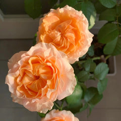 Georgia Peach Rose Plant | 格鲁吉亚蜜桃 image 2