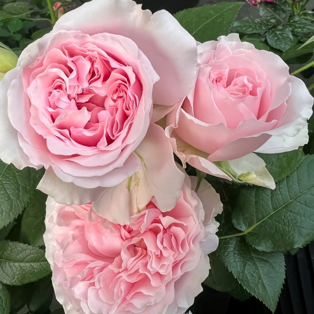 Miranda Rose Plant | 米兰达 image 5