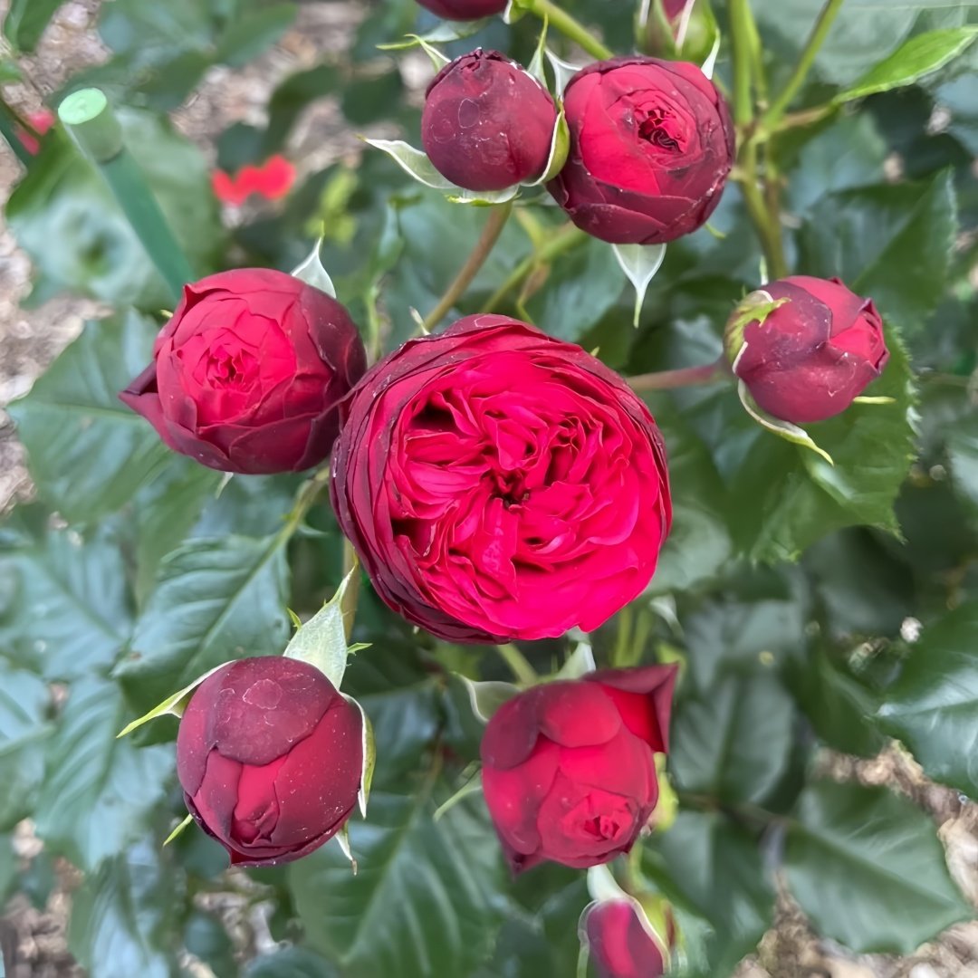 Piano Rose Plant| 红钢琴 image 6
