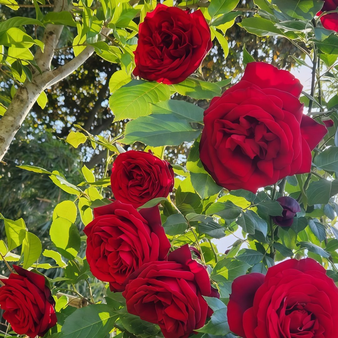 Admiral Rose Plant｜海军上将 image 6
