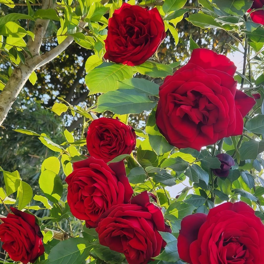 Admiral Rose Plant｜海军上将 image 6