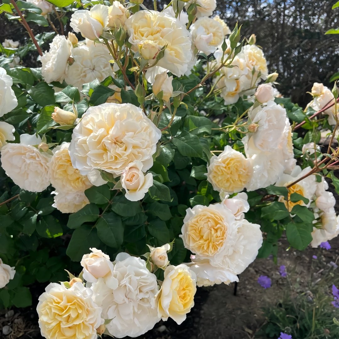 Eugenie Rose Plant｜尤金妮 image 6