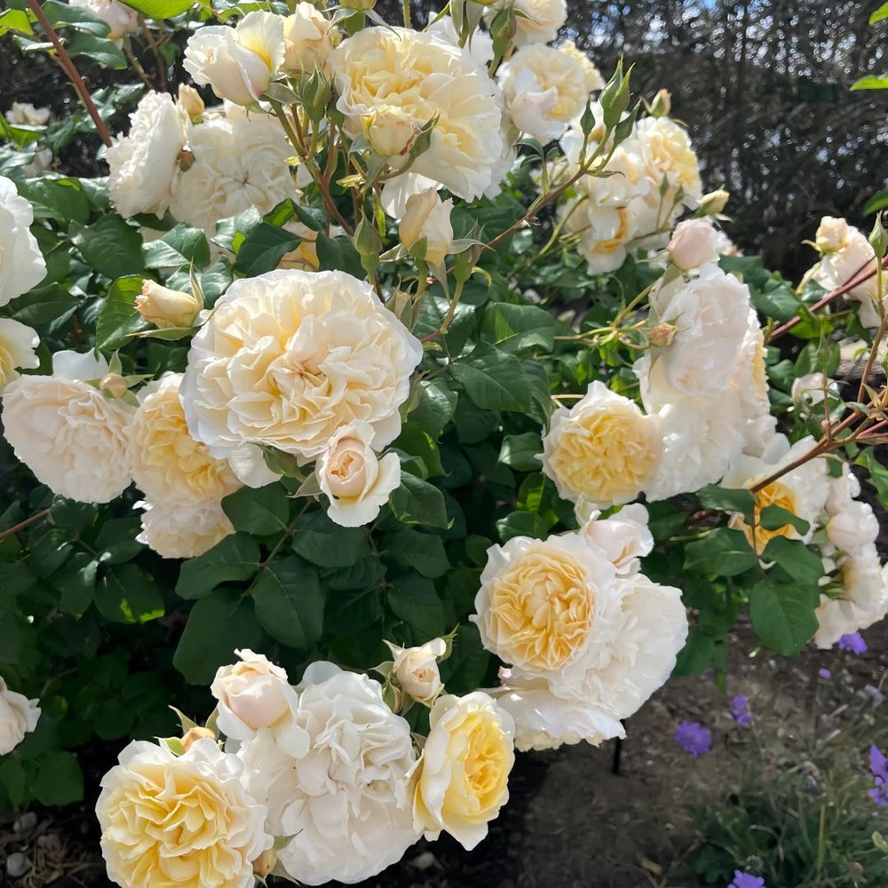 Eugenie Rose Plant｜尤金妮 image 6