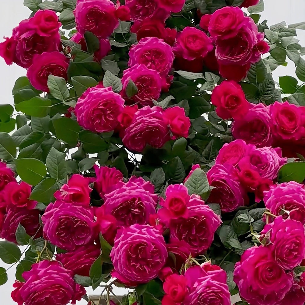 Capability Rose Plant | 才能 image 9
