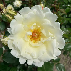 Mentor Rose Plant｜导师之花 image 1