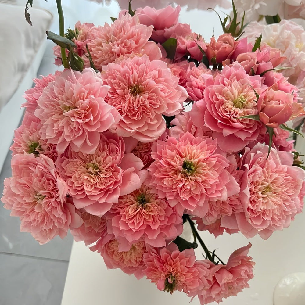 Mikoto Rose Plant｜美琴 image 9