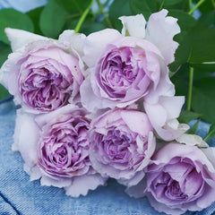 Lilas Rose Plant｜丽拉玫瑰 image 2
