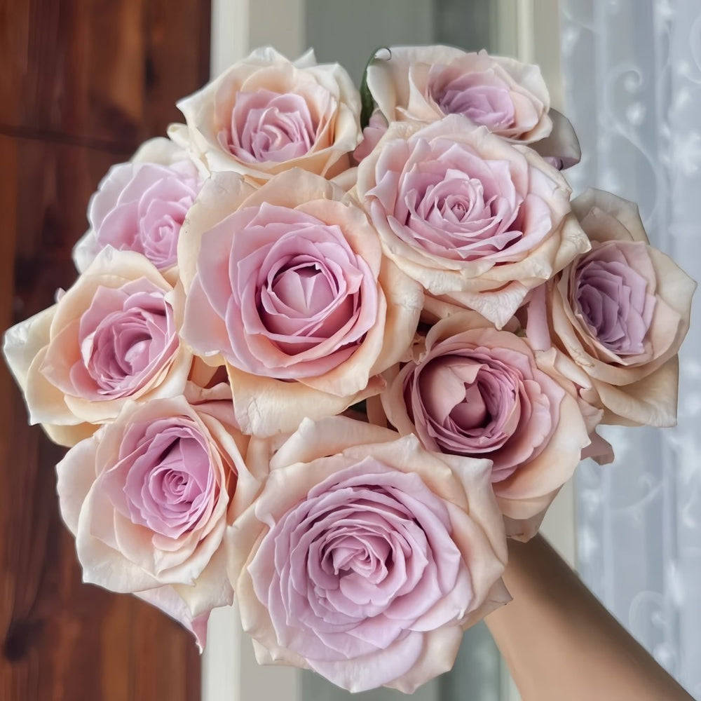 Brut Rose Plant｜布鲁特 image 3
