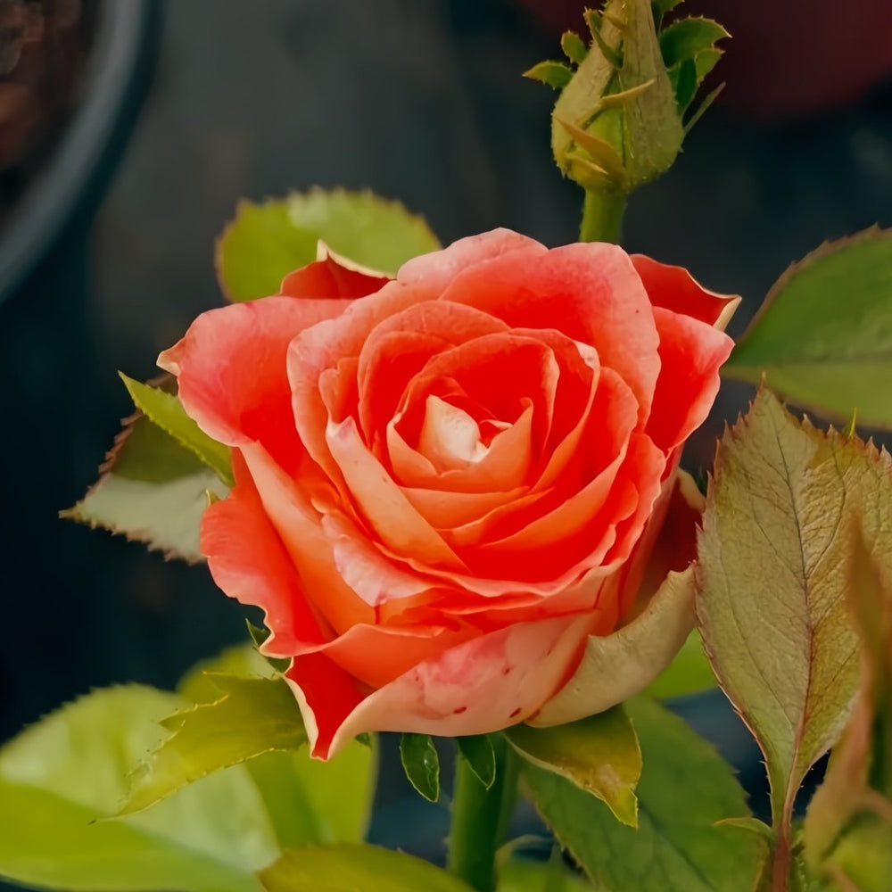 Kayn Rose Plant｜凯隐玫瑰 image 3