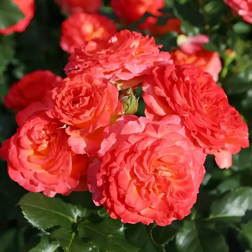 Vulcano Rose Plant｜火神岛 image 5