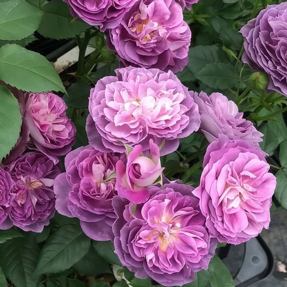 Rinaldo Rose Plant|圣十字军 image 4