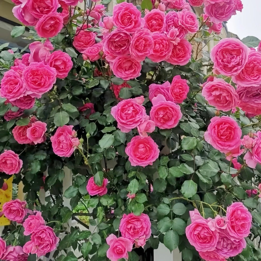 Parade Rose Plant｜大游行 image 7