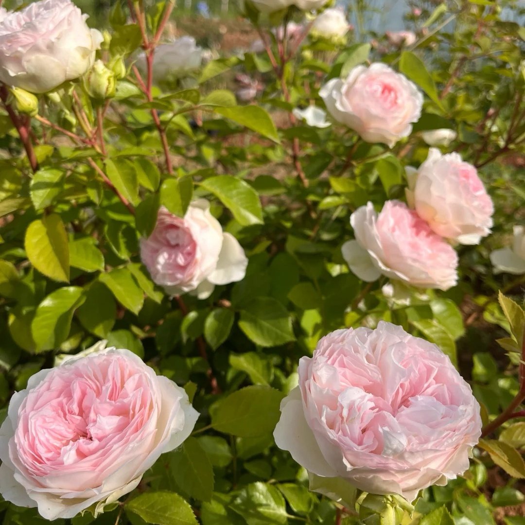 Roxann Rose Plant｜罗克珊 image 7