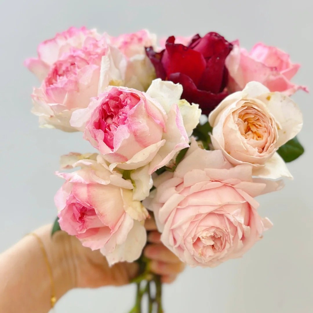 M-Perzik Rose Plant｜佩尔朱克 image 0
