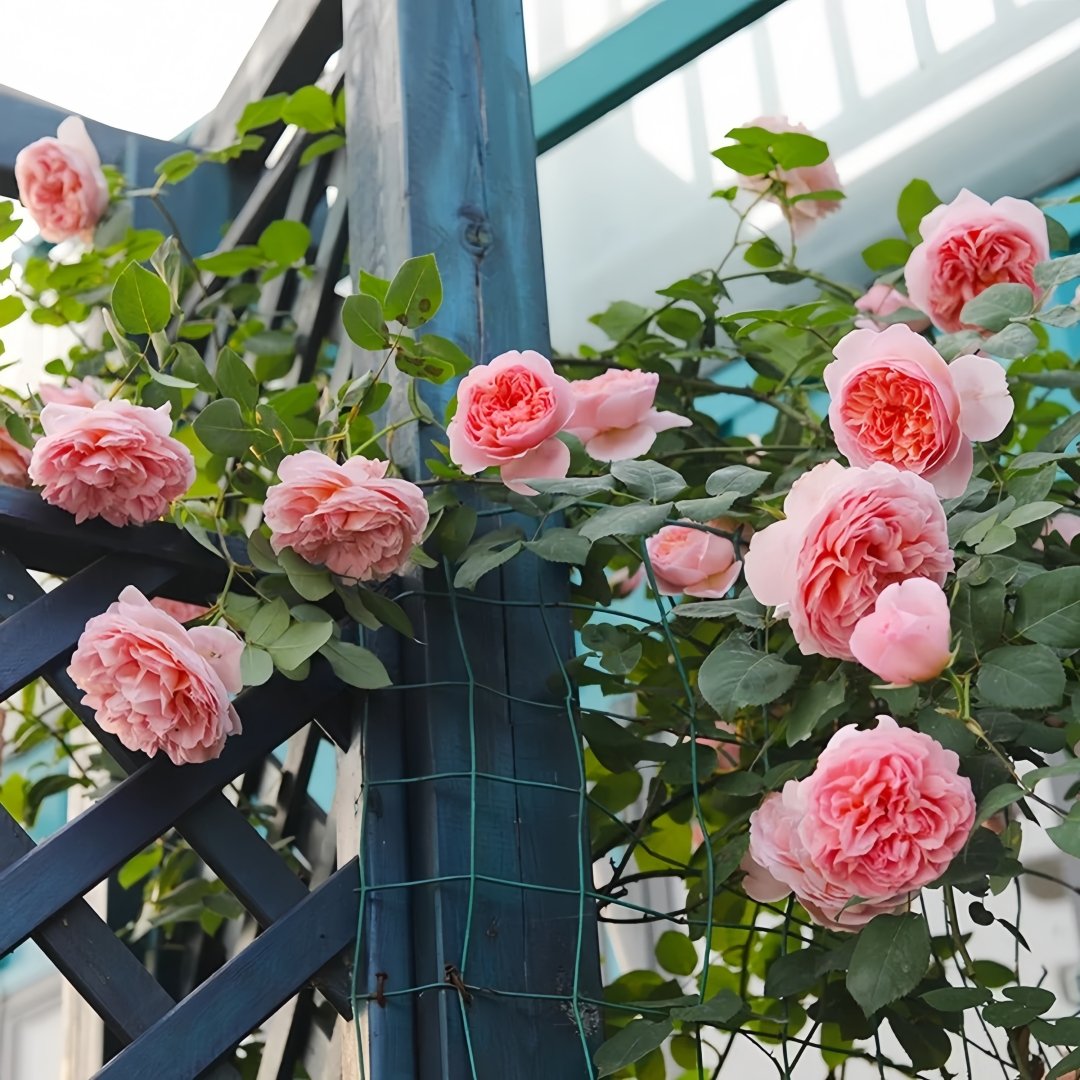 Dames de Chenonceau Rose Plant|舍农索城堡的女人 image 6