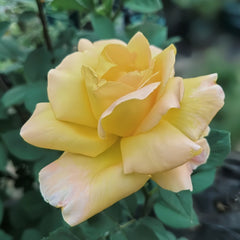Golden silk Rose Plant|金绸 image 1