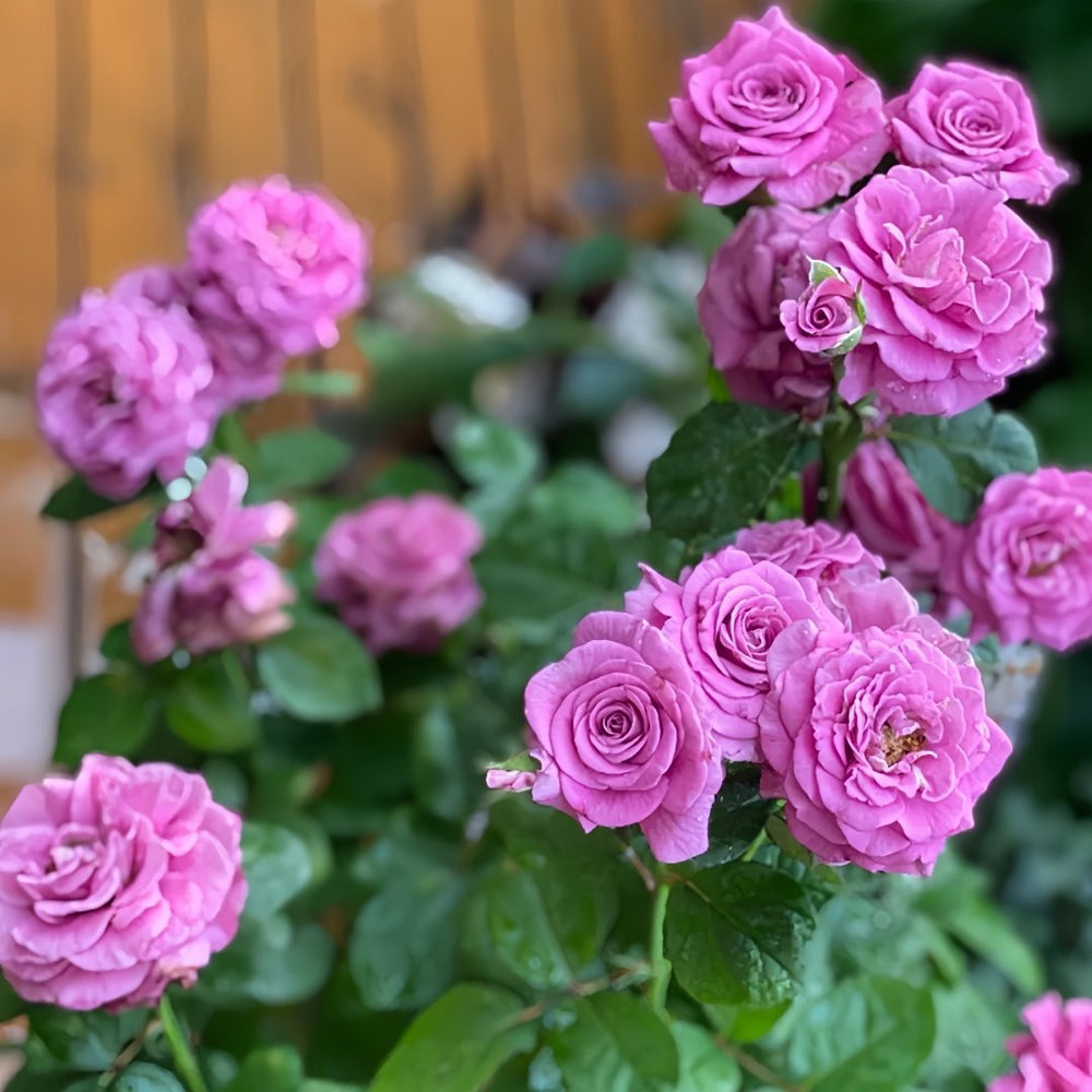 Pluto King Terrazza Rose Plant| 冥王星阳台 image 4
