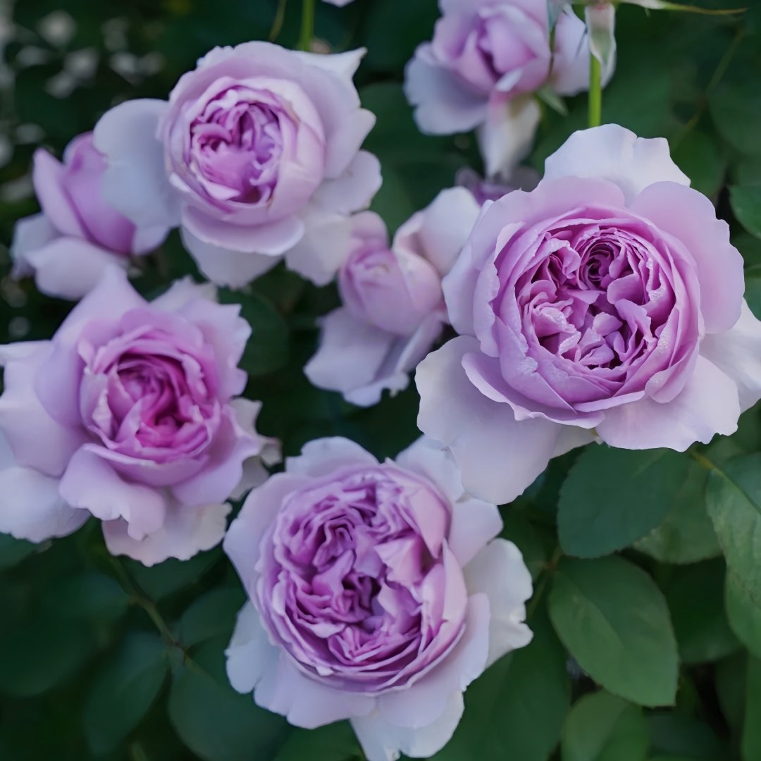 Lilas Rose Plant｜丽拉玫瑰 image 3