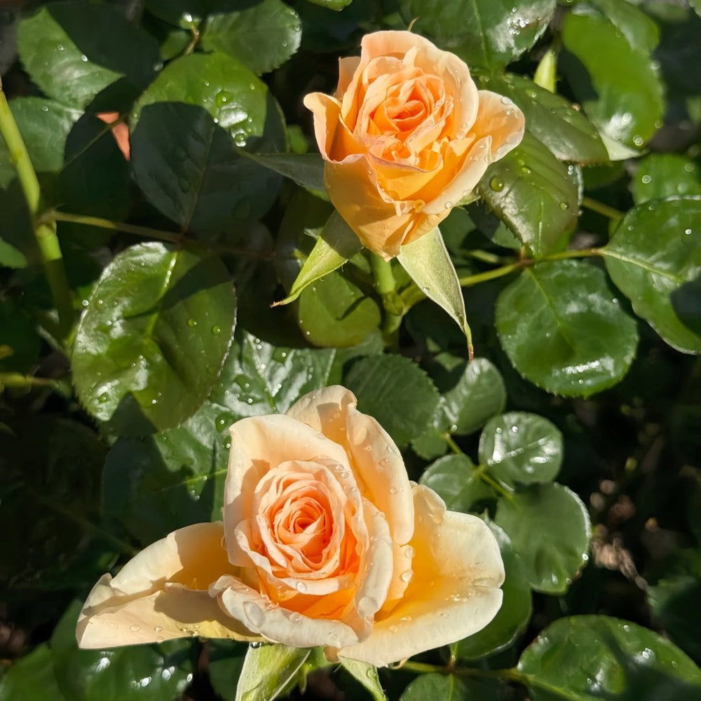 Peach Wave Rose Plant｜桃色波 image 8
