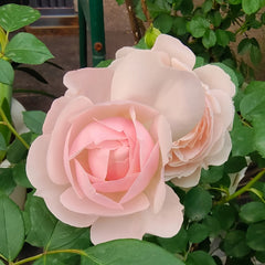 Desdemona Rose Plant|黛丝德蒙娜 image 3