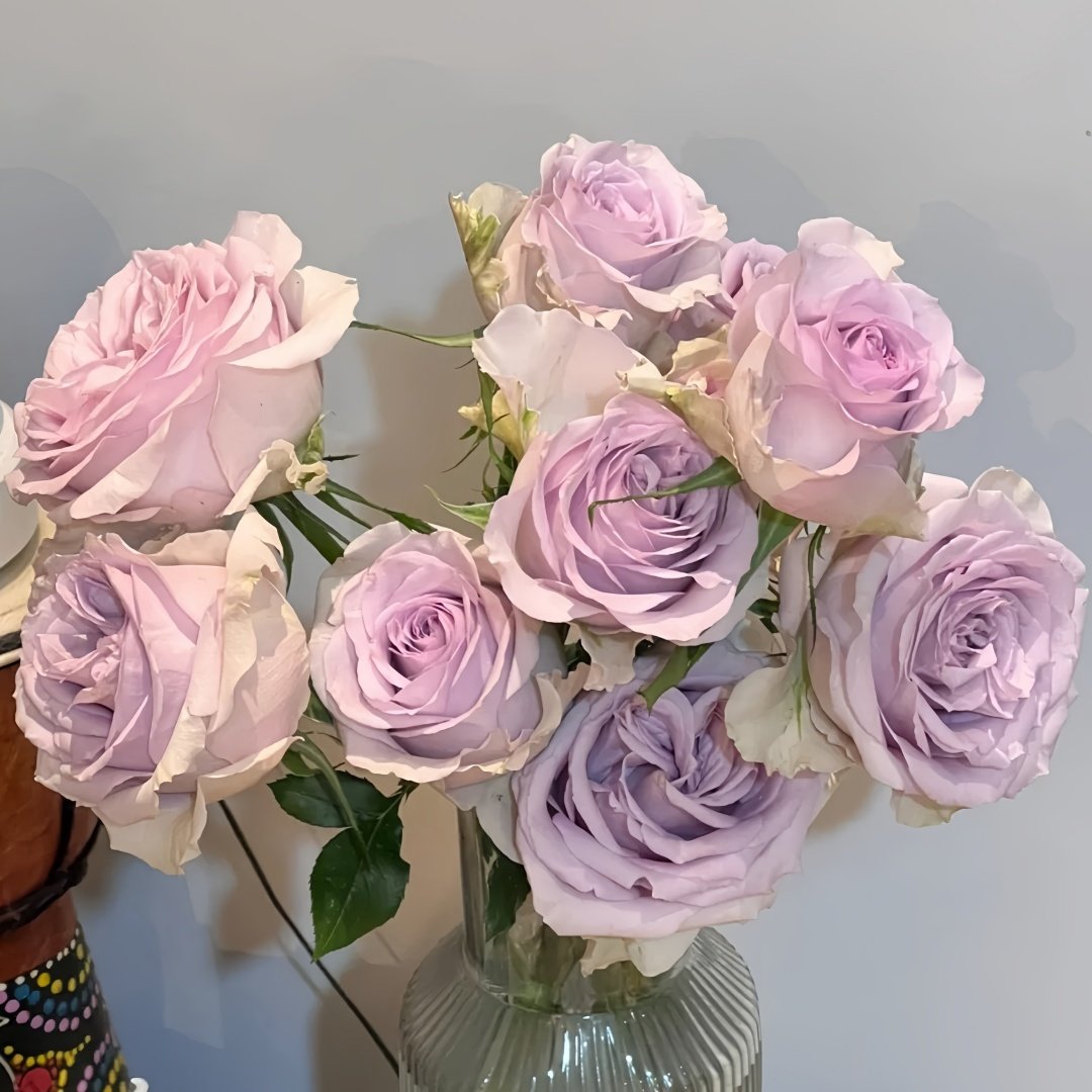 Cosset Rose Plant｜柯赛特 image 6