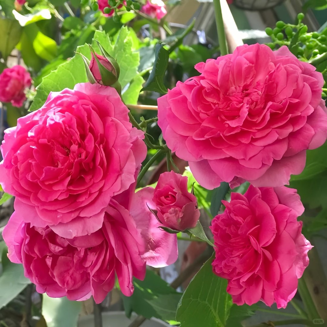 Parade Rose Plant｜大游行 image 4