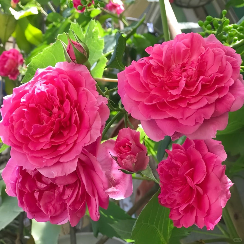 Parade Rose Plant｜大游行 image 4