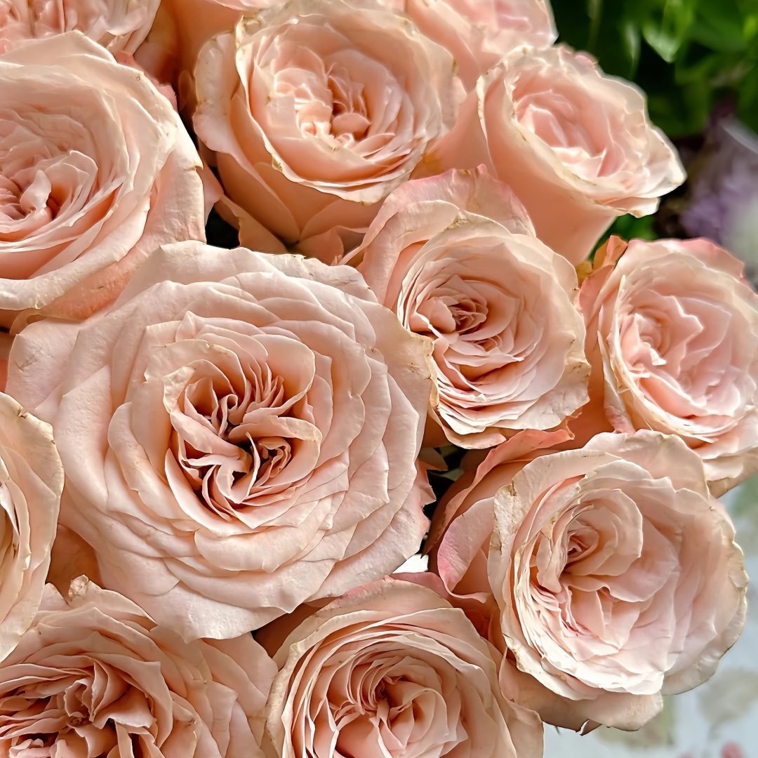 Warm Egg Soufflé Rose Plant｜暖心蛋奶酥 image 9