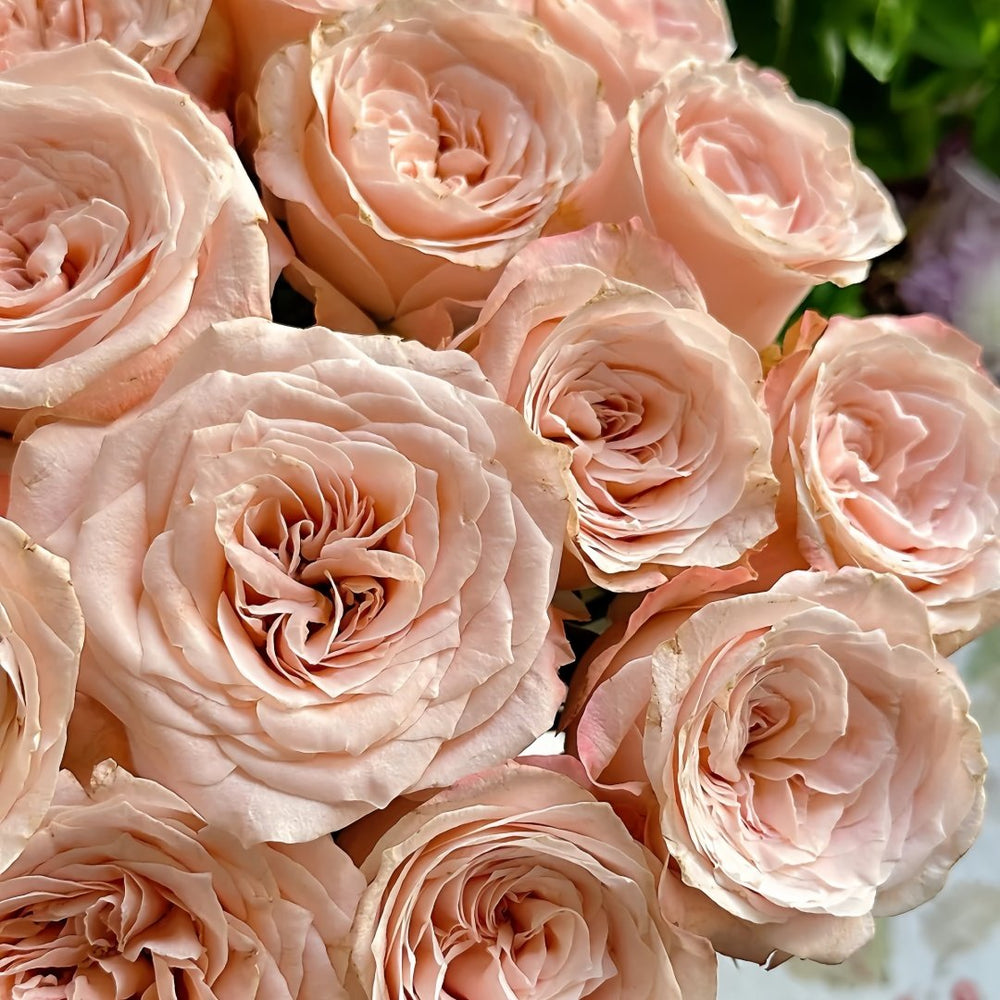 Warm Egg Soufflé Rose Plant｜暖心蛋奶酥 image 9