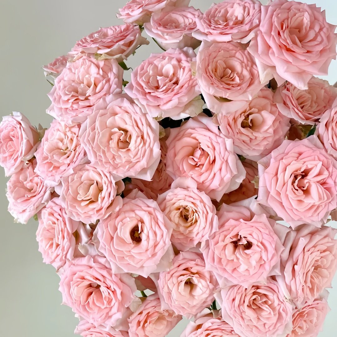 Sweet Sara Rose Plant｜甜蜜萨拉 image 9