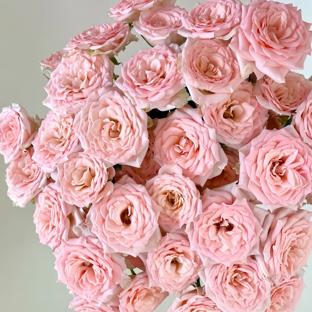 Sweet Sara Rose Plant｜甜蜜萨拉 image 9