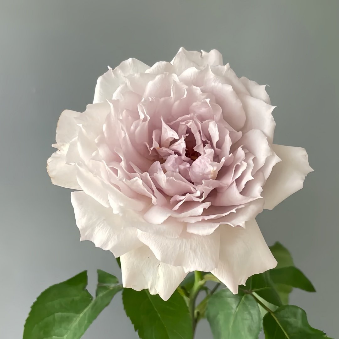 Floating Moon Rose Plant|浮月 image 1