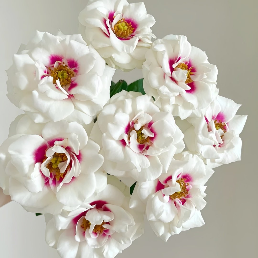 Brideside Rose Plant｜桥边之约 image 6