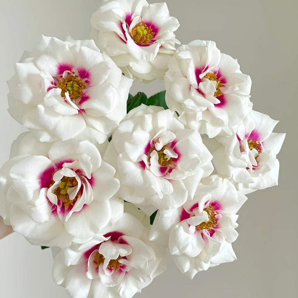 Brideside Rose Plant｜桥边之约 image 6