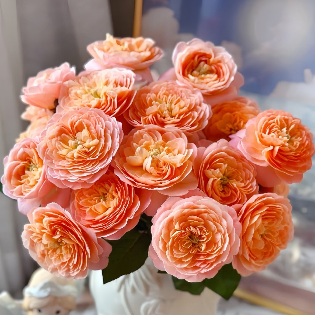 Wutongyue Rose Plant|梧桐月 image 9