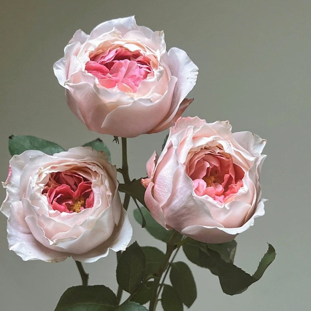 Princess Sakura Rose Plant|樱花公主 image 6
