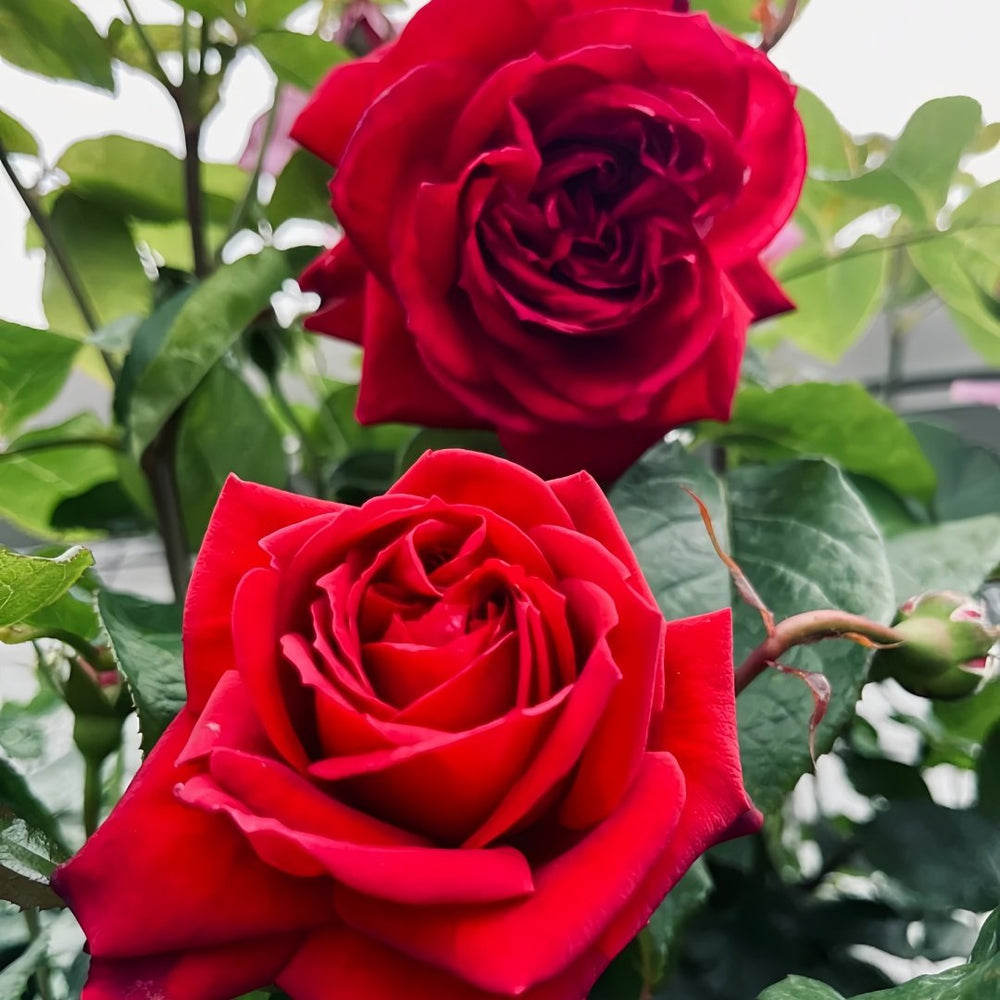 Republique de Montmartre Rose Plant｜蒙马特共和国 image 7