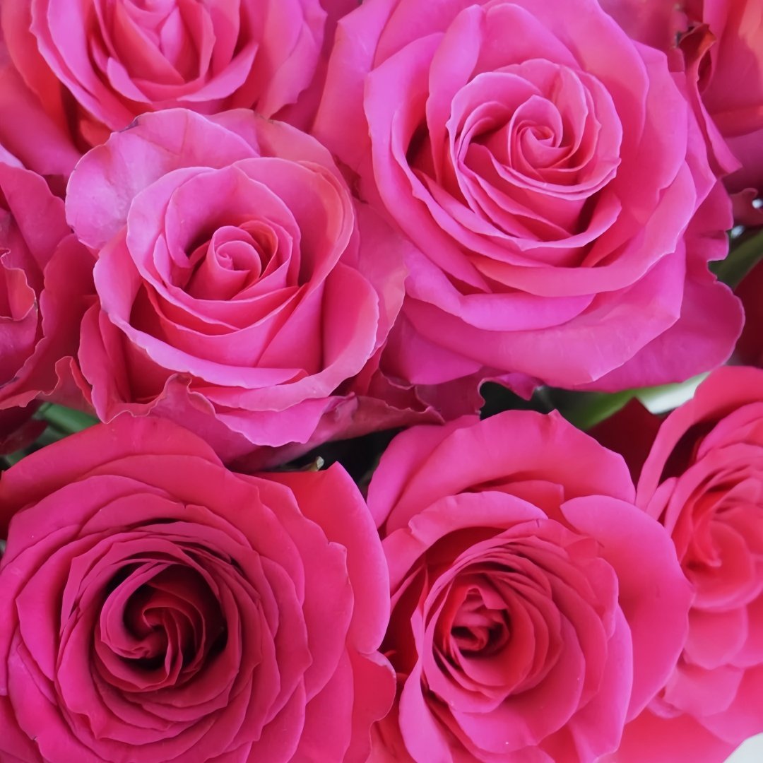Cherry Avalanche Rose Plant｜樱桃雪山 image 5