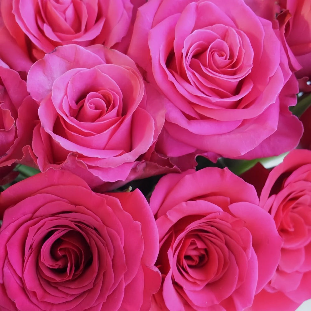 Cherry Avalanche Rose Plant｜樱桃雪山 image 5