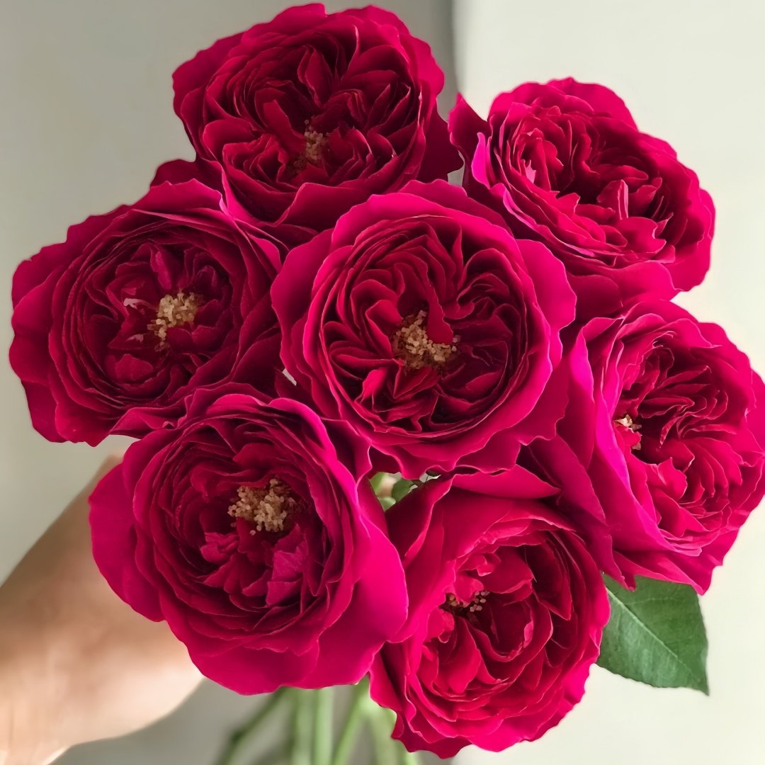 Kate Rose Plant｜凯特 image 0