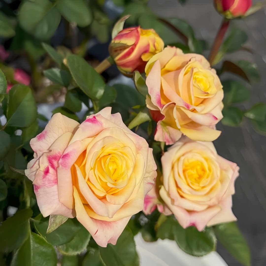 Wild Crown Rose Plant | 狂野王冠 image 8