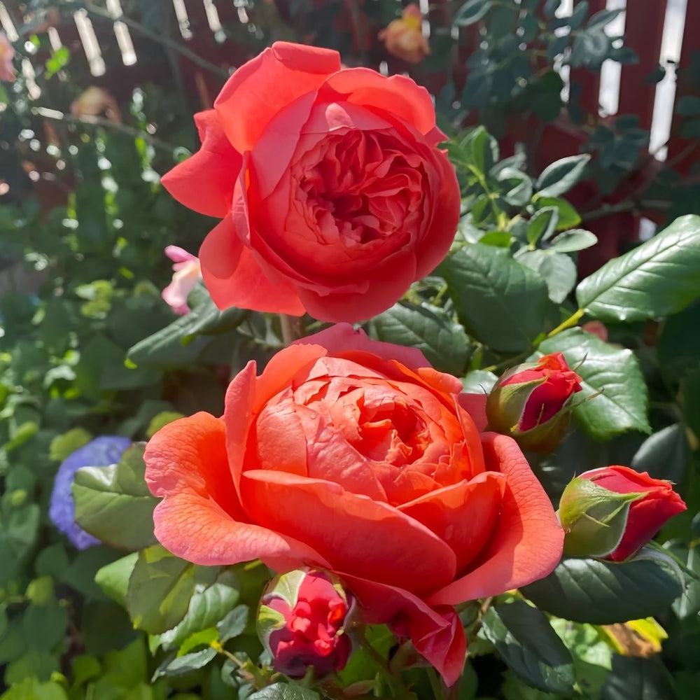 Summer Song Rose Plant｜颂夏 image 5