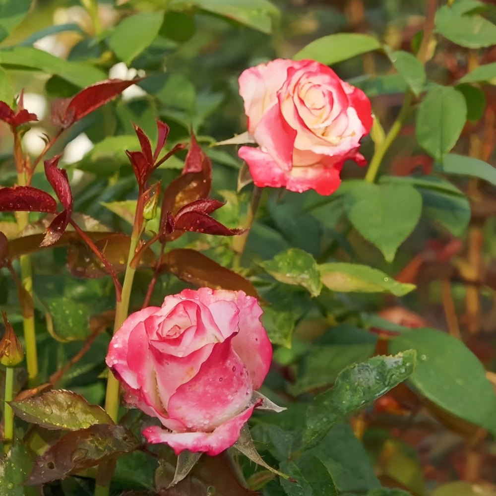 Sweet Berry Rose Plant｜二重奏 image 8