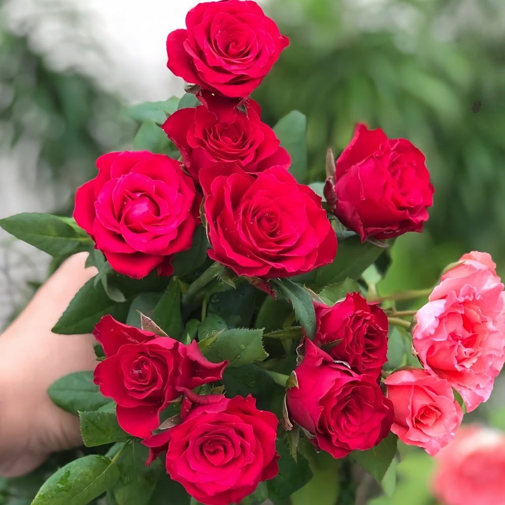 Plateau Red Rose Plant|高原红 image 7