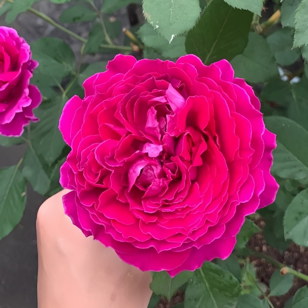 Japanese Ramukan Rose Plant｜草药 image 5