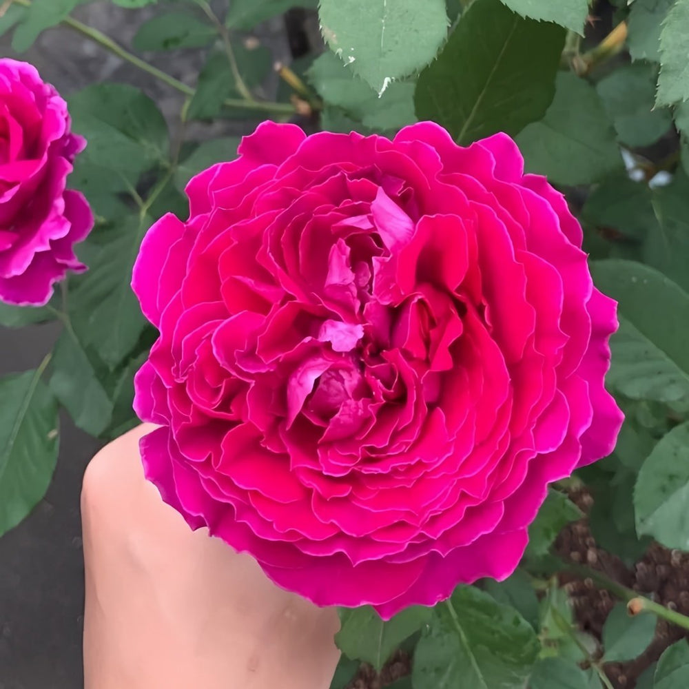 Japanese Ramukan Rose Plant｜草药 image 5
